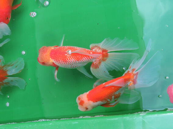☆日本オランダ獅子頭四国系明け2歳 ③☆ Yahoo!オークション ① (金魚)の