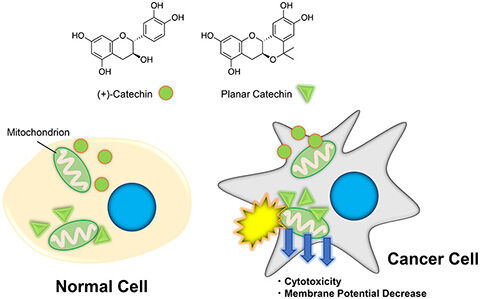 images_large_ml3c00328_0004_480