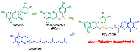 PCat-TrOH_Antioxidants_GA