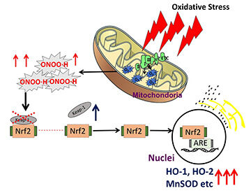 biomolecules-13-00445-ag_s