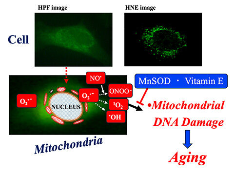 biomolecules-14-01317-ag