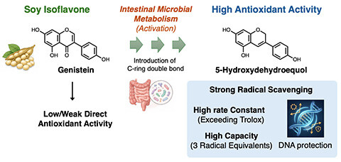 antioxidants-15-01240-ag