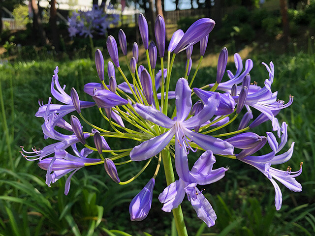 Agapanthus