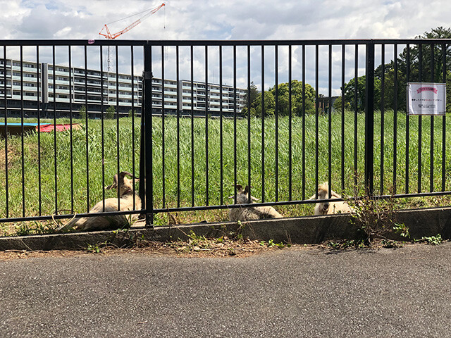 Goats