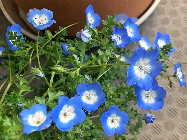 Nemophila