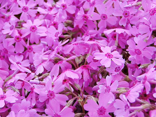 Moss Phlox