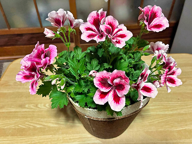 Pelargonium