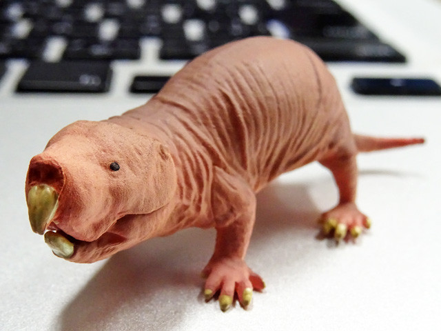 Naked-Mole Rat