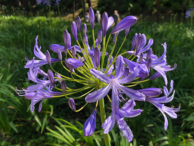 Agapanthus