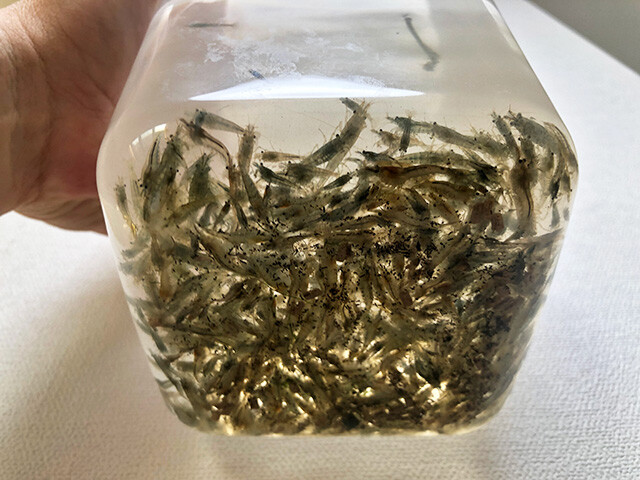 Freshwater Shrimps