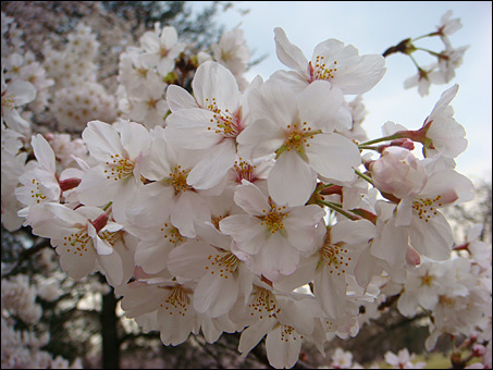 Cherry Blossoms