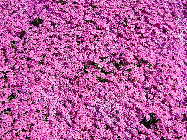 Moss Phlox