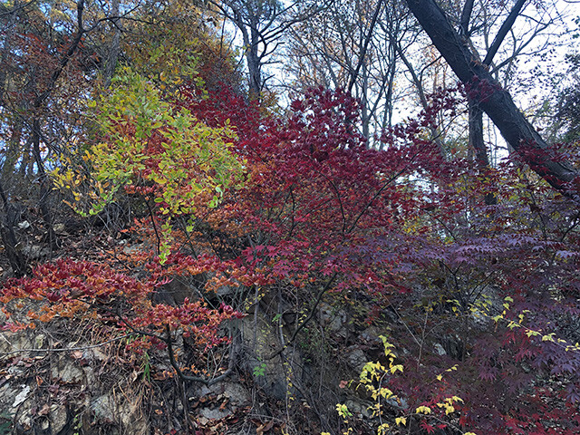 Colored Leaves