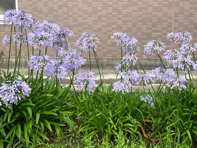 Agapanthus