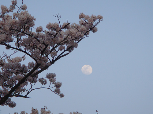 Cherry Blossoms with the Moon