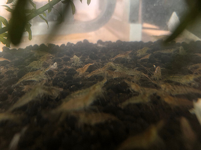 Freshwater Shrimps