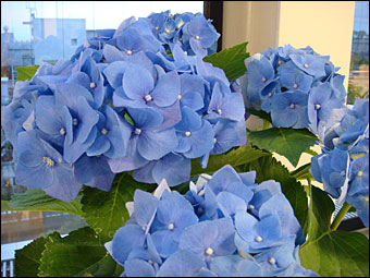 Hydrangea