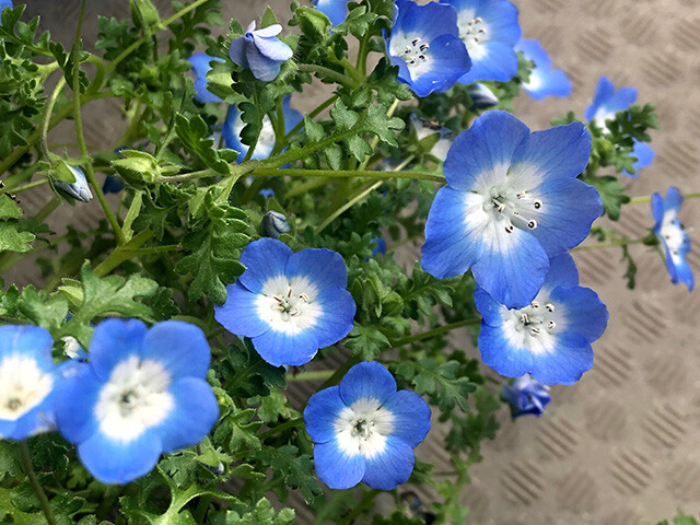 Nemophila