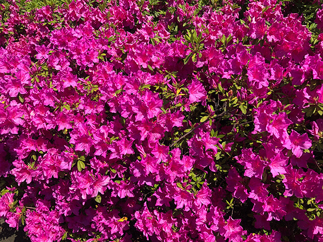 Azaleas