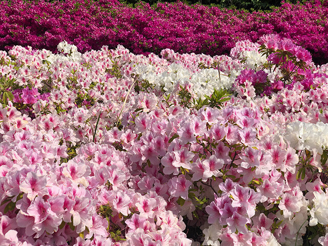 Azaleas