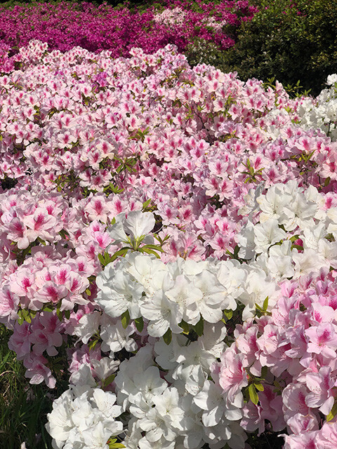 Azaleas