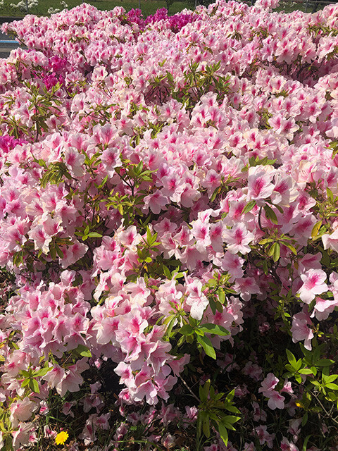 Azaleas