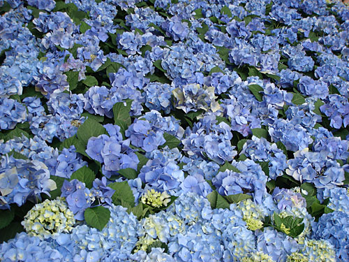 Hydrangea