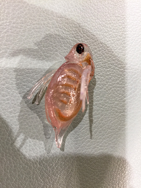 Water Flea Figure