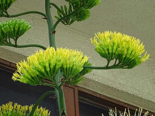 Agave americana