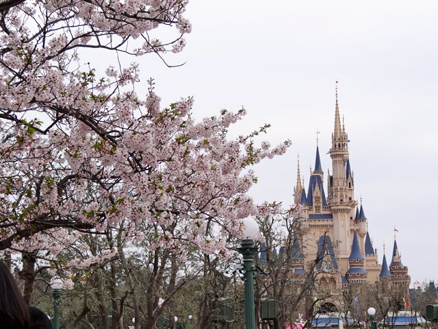 Cherry Blossoms at Tokyo Disneyland