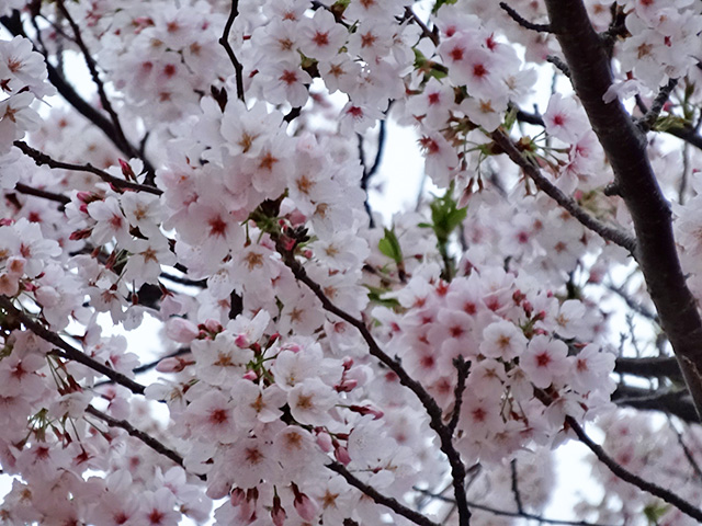 Cherry Blossoms in Tokyo Disneyland
