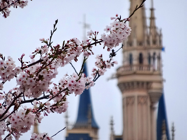 Cherry Blossoms in Tokyo Disneyland