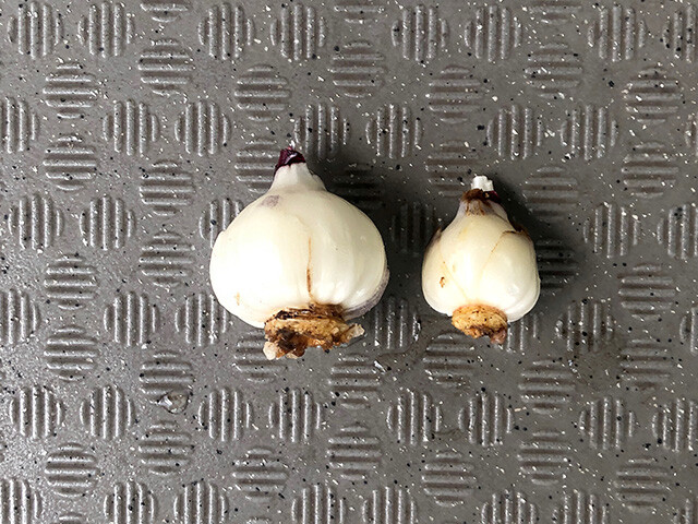 Hyacinth Bulbs
