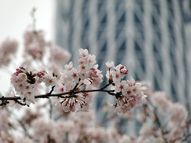 TOKYO SKY TREE with Cherry Blossoms