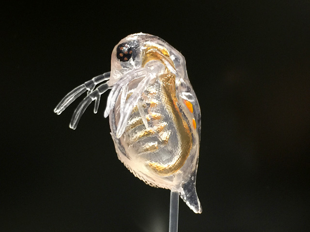 Water Flea