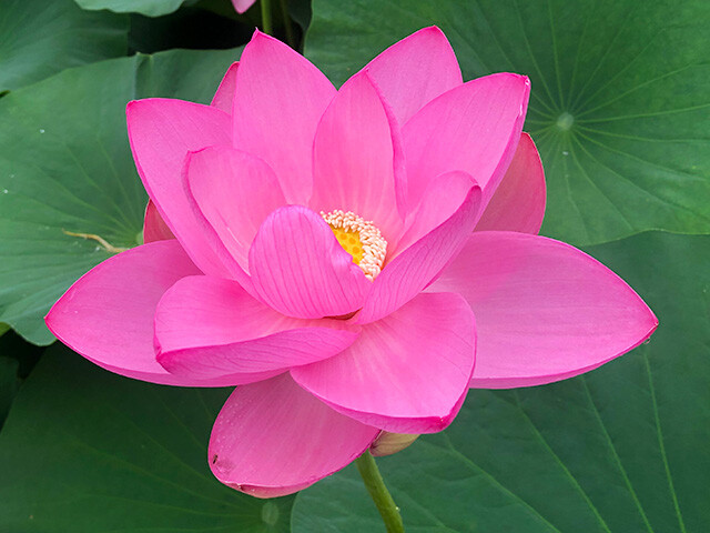 Oga Lotus