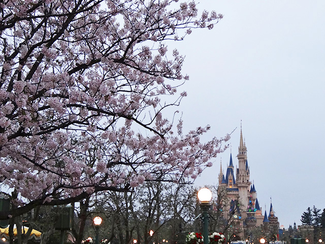 Cherry Blossoms in Tokyo Disneyland