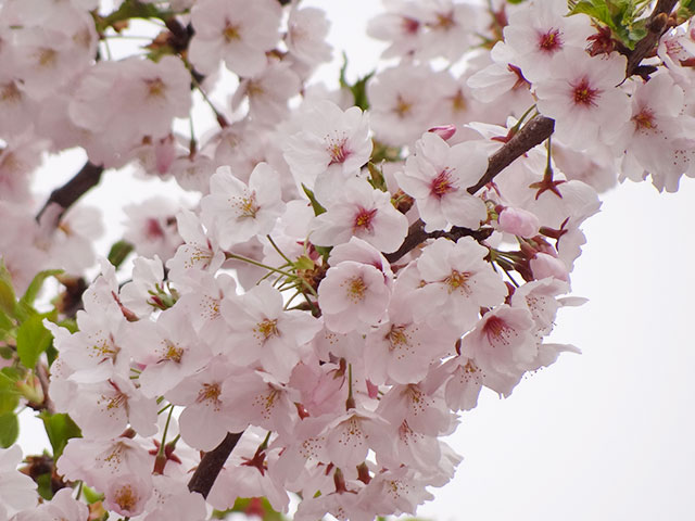 Cherry Blossoms