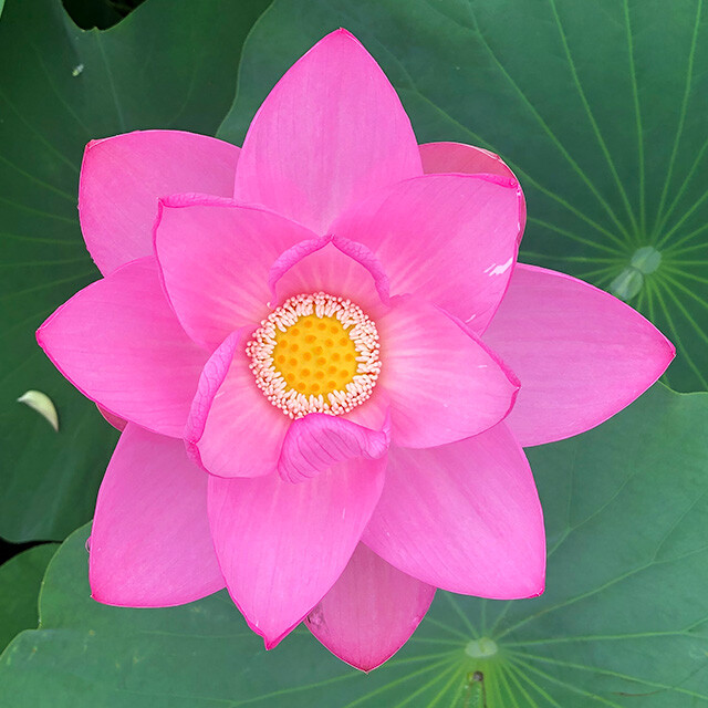 Oga Lotus