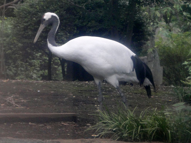  Red-crested White Crane