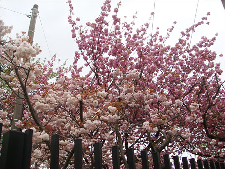 Double Cherry Blossoms