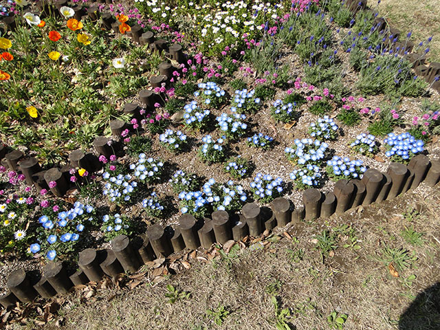 Nemophila