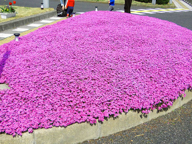 Moss Phlox