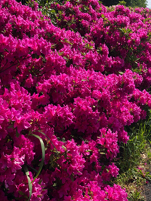 Azaleas