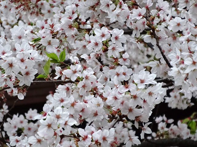 Cherry Blossoms