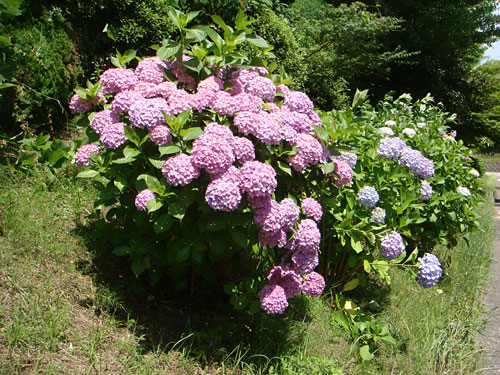 Hydrangea