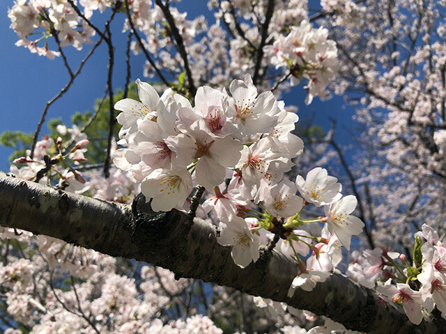 Cherry Blossoms at Chiba Park