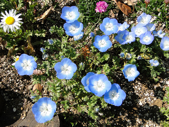 Nemophila