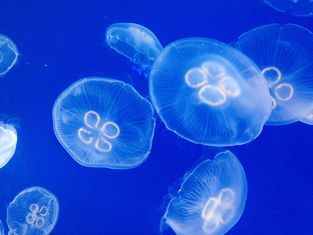 Moon Jellyfishes