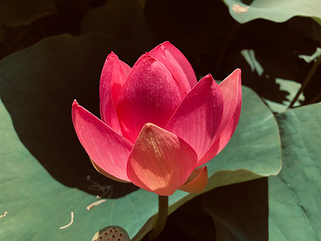 Oga Lotus